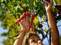 PTT 4536 124 Web