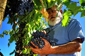 Vendemmia